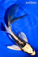 5.75" ARAGOKE KIN KIKOKURYU BUTTERFLY