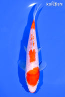 6.5" ARAGOKE KUCHIBENI KOHAKU