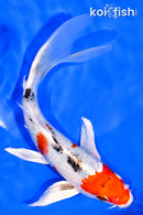 7.25" YAMATO NISHIKI BUTTERFLY