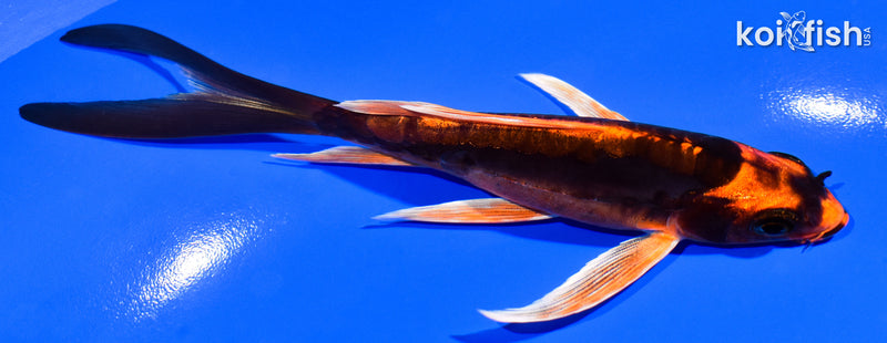 5.25" DOITSU ORENJI MATSUBA BUTTERFLY