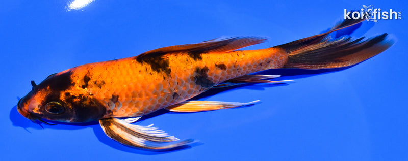 7.25" KIN HI UTSURI BUTTERFLY