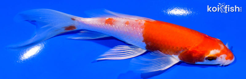 5.5" KOHAKU BUTTERFLY