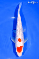 7.75" GINRIN  MARUTEN KOHAKU