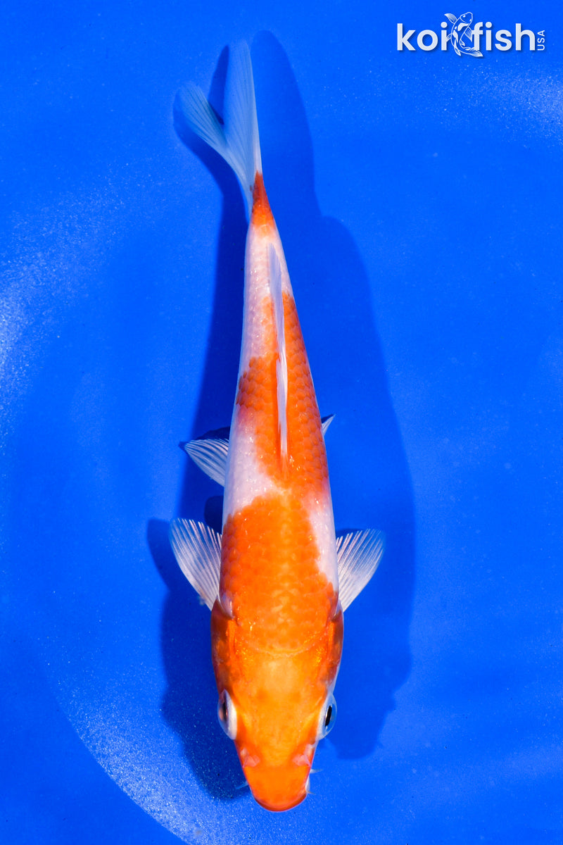 5.5" HARIWAKE