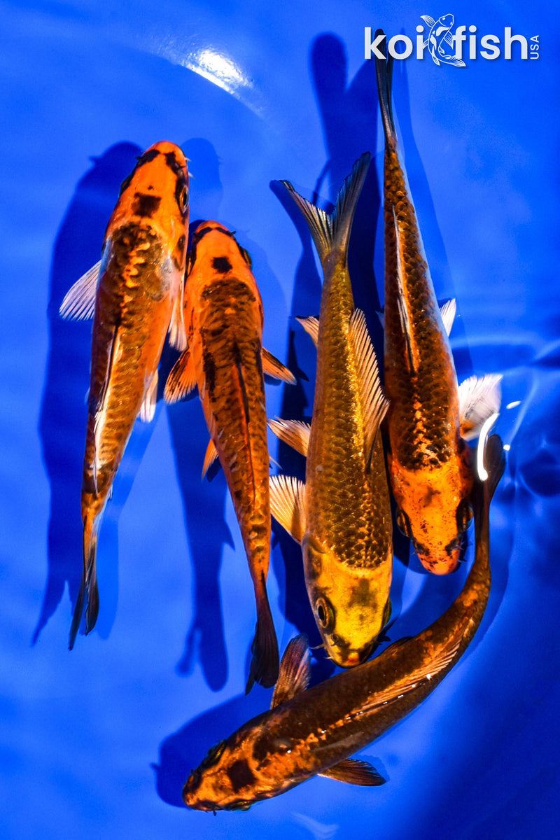 PACK OF (5) 4-5" STANDARD KOI