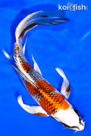 7.5" KUJAKU BUTTERFLY