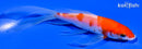 5.25" KOHAKU BUTTERFLY