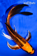 8" ORENJI MATSUBA BUTTERFLY