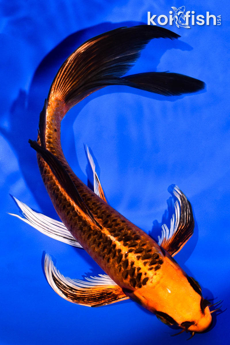 8" ORENJI MATSUBA BUTTERFLY