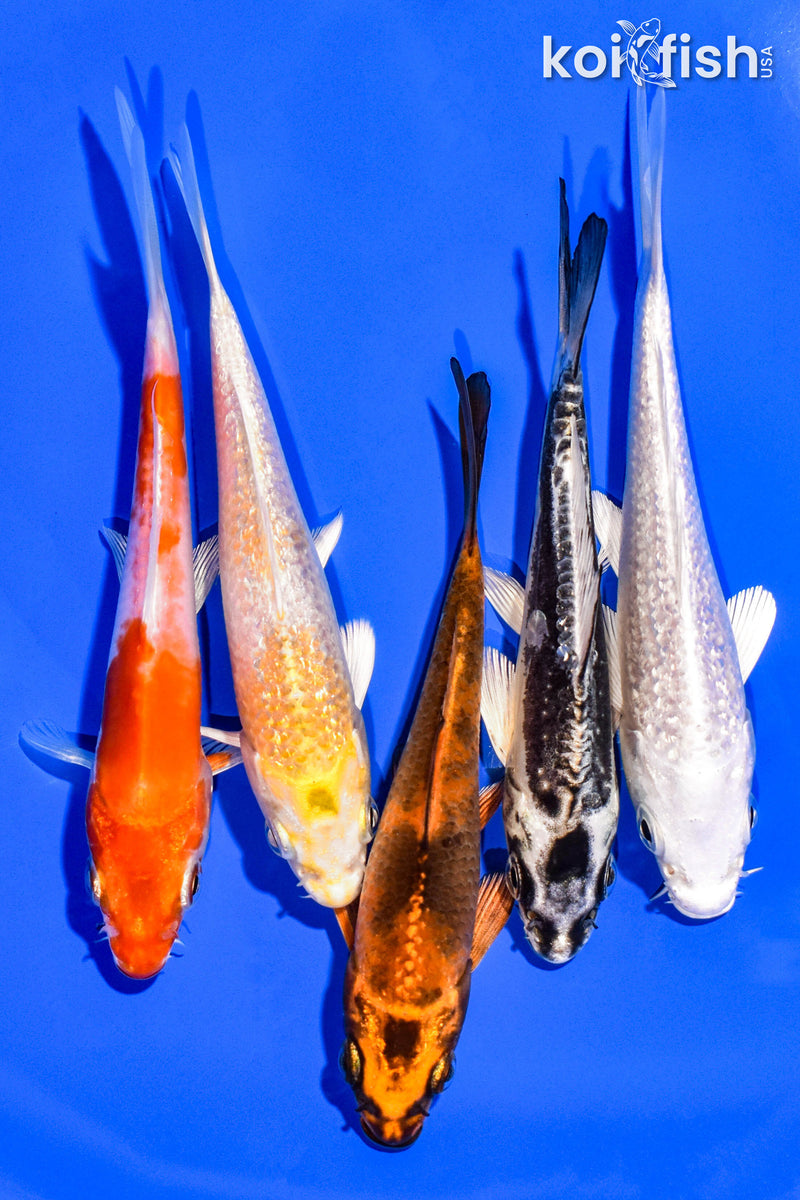 PACK OF (5) 4-5" STANDARD KOI