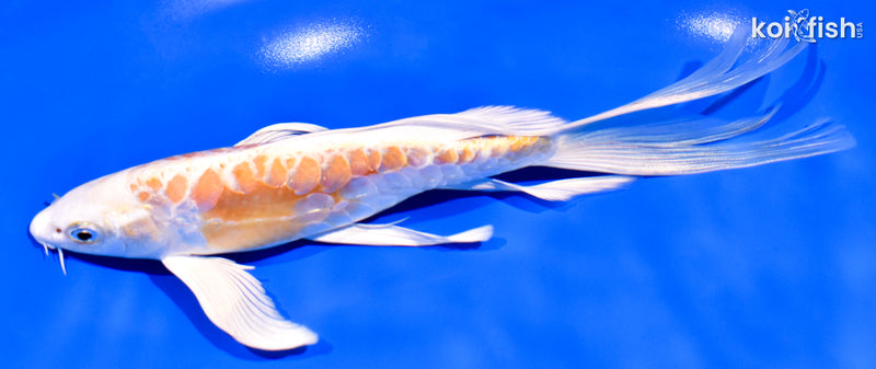 7.5" ARAGOKE HARIWAKE BUTTERFLY