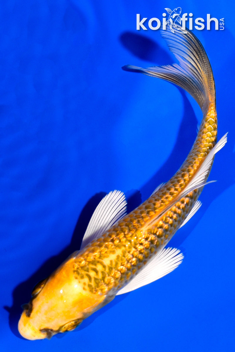 4.25" GINRIN KI MATSUBA BUTTERFLY