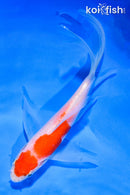 6" KOHAKU BUTTERFLY