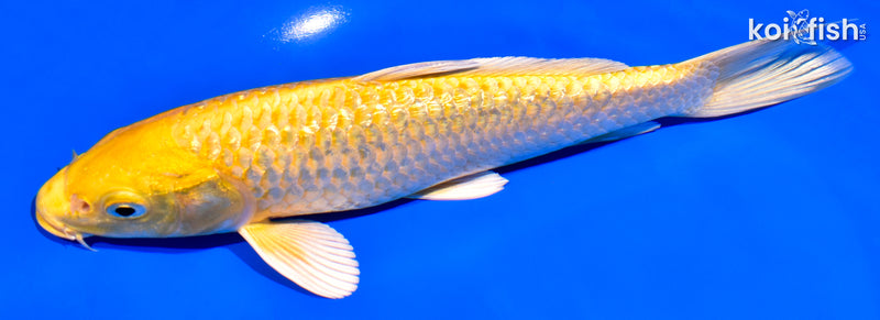 7.75" GINRIN YAMABUKI OGON