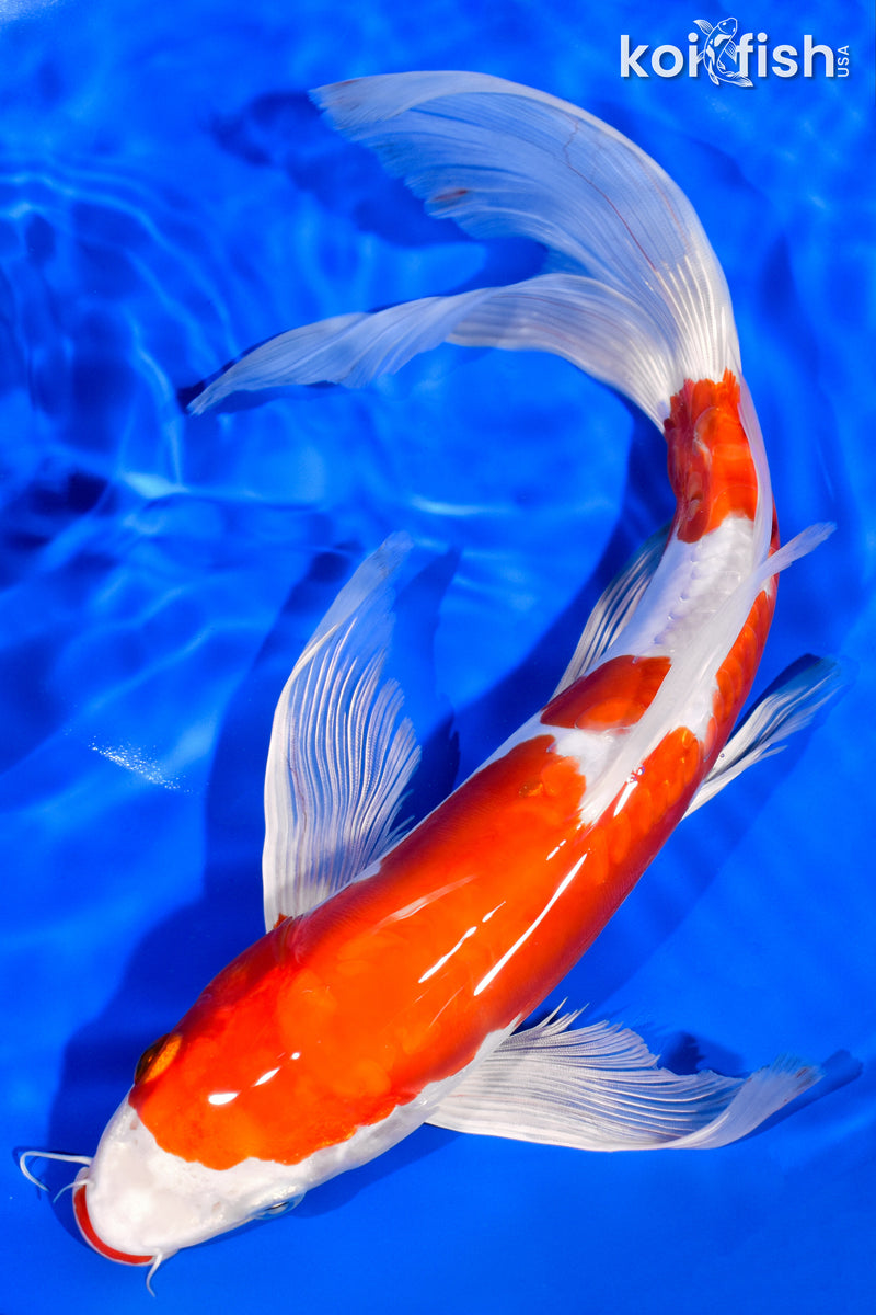 12" KUCHIBENI KIKUSUI BUTTERFLY