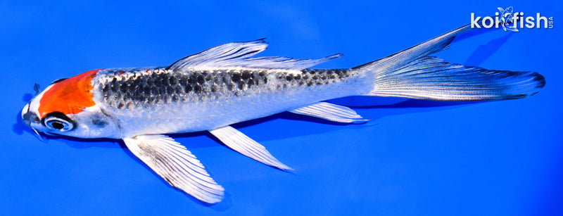 6" MARUTEN KUJAKU BUTTERFLY