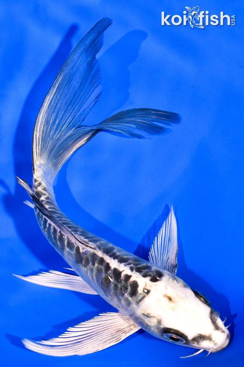 6.75" ARAGOKE KIKOKURYU BUTTERFLY