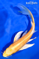 7" YAMABUKI OGON BUTTERFLY