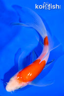 5.25" KOHAKU BUTTERFLY