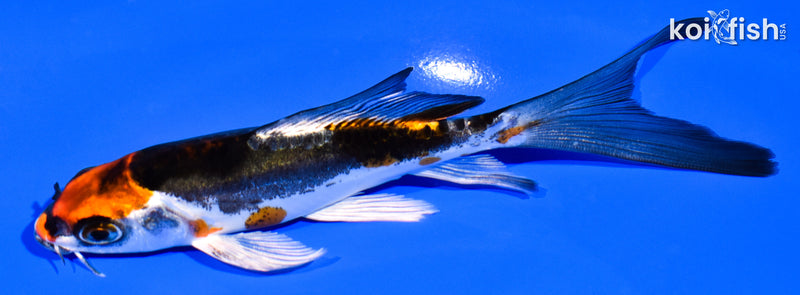 5.25" BENI KIKOKURYU BUTTERFLY