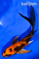 5.5" KIN HI UTSURI BUTTERFLY