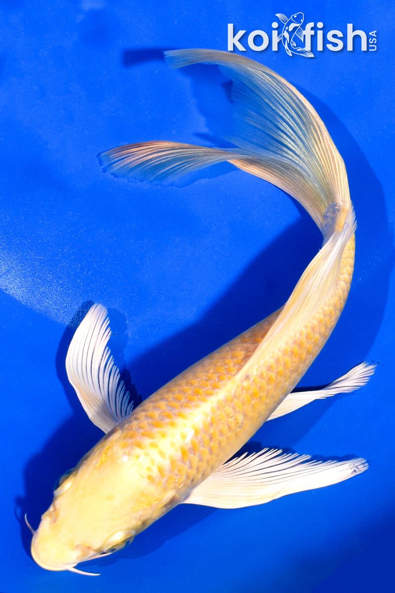 7.5" YAMABUKI OGON BUTTERFLY