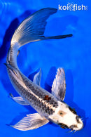 7.25" BENI GINGA BUTTERFLY