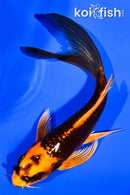 5.5" ORENJI MATSUBA BUTTERFLY