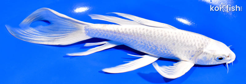 8" PLATINUM OGON BUTTERFLY