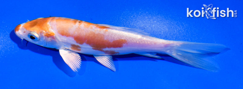 4.5" KIKUSUI