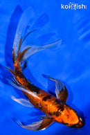 7.25" ARAGOKE KIN HI UTSURI BUTTERFLY