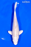 6.75" PLATINUM OGON