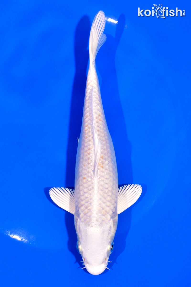 6.75" PLATINUM OGON
