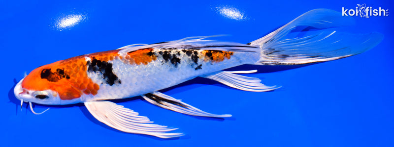 8.25" YAMATO NISHIKI BUTTERFLY