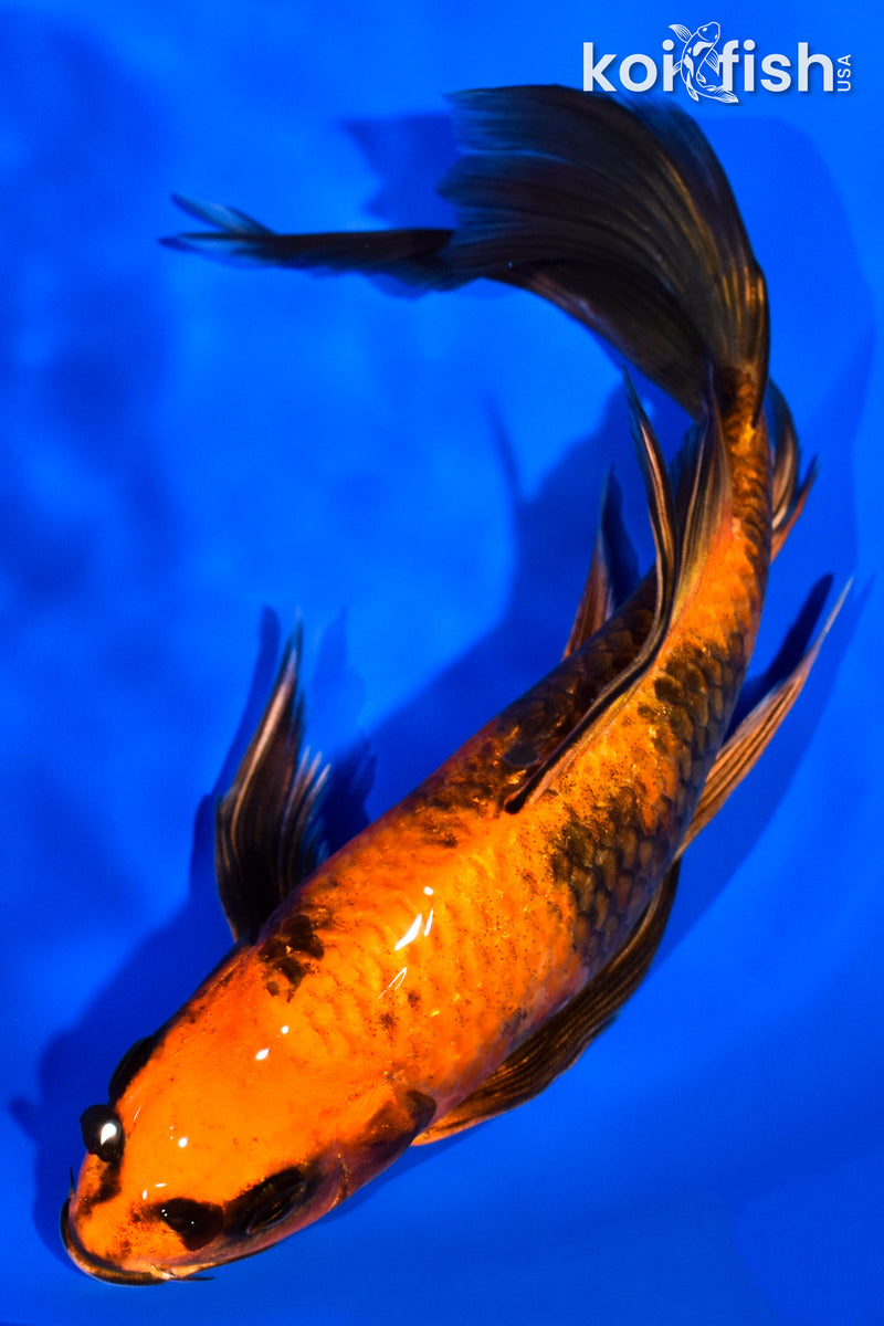 7.5" KIN HI UTSURI BUTTERFLY