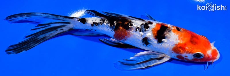 6.75" GINRIN SANKE BUTTERFLY