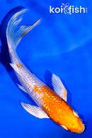 4.25" GINRIN HARIWAKE BUTTERFLY