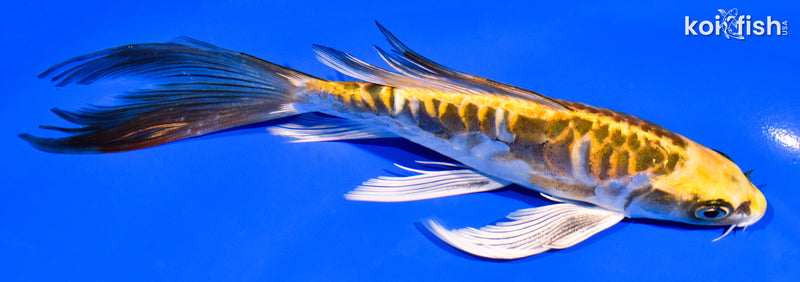 7.25" ARAGOKE KIN KIKOKURYU BUTTERFLY