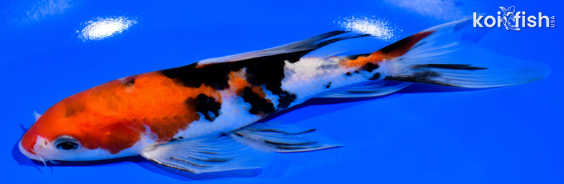 7" SANKE BUTTERFLY