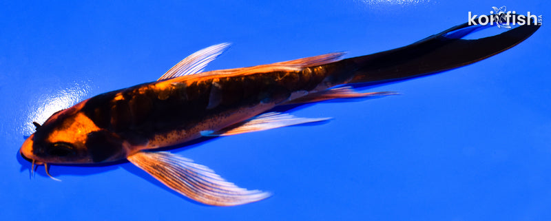 6" BENI KIKOKURYU BUTTERFLY