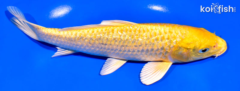 7.75" GINRIN YAMABUKI OGON