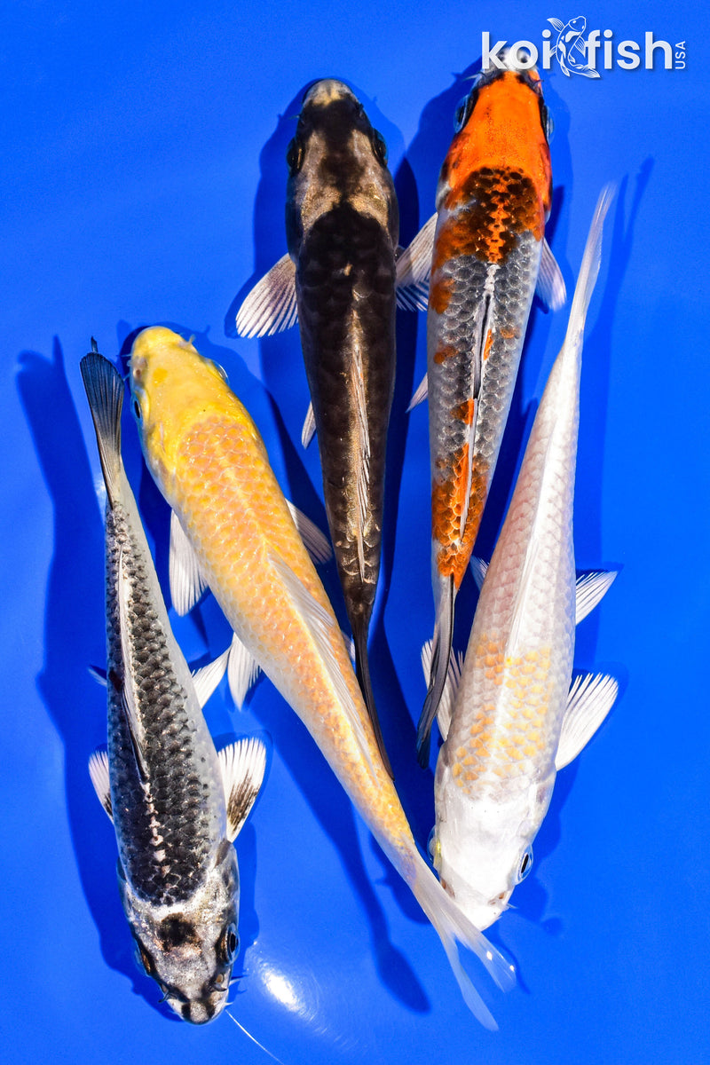 PACK OF (5) 4-5" STANDARD KOI