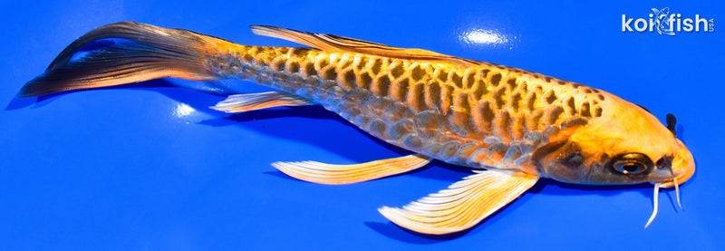 7.75" DOITSU ORENJI MATSUBA BUTTERFLY