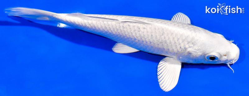 6.5" PLATINUM OGON