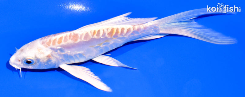 5.75" ARAGOKE HARIWAKE BUTTERFLY