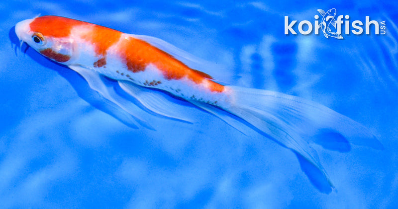 5.5" KOHAKU BUTTERFLY