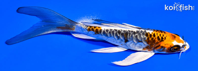 5.75" DOITSU KUJAKU BUTTERFLY