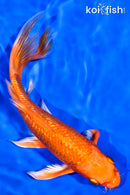 7.5" GINRIN ORENJI OGON BUTTERFLY