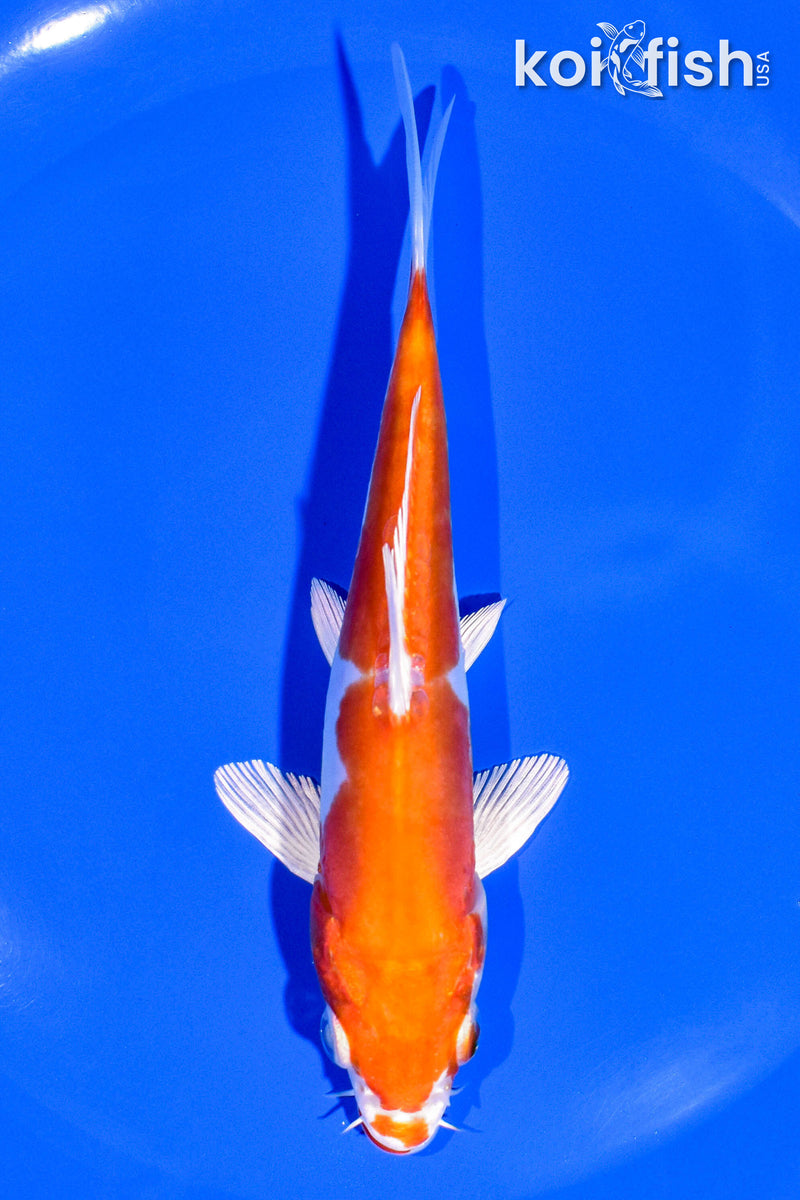 5.5" KIKUSUI