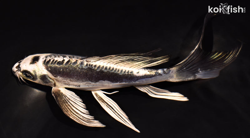 7" KIKOKURYU BUTTERFLY